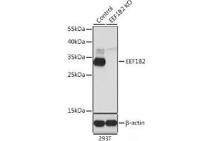 Western blot analysis of extracts from normal (control) and EEF1B2 knockout (KO) 293T cells using EEF1B2 Polyclonal Antibody at dilution of 1:1000. (EEF1B2 Antikörper)