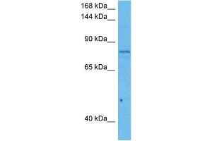 Host:  Mouse  Target Name:  CUL5  Sample Tissue:  Mouse Testis  Antibody Dilution:  1ug/ml (Cullin 5 Antikörper  (C-Term))