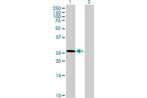 Western Blot analysis of ECE2 expression in transfected 293T cell line by ECE2 MaxPab polyclonal antibody. (ECE2 Antikörper  (AA 1-255))