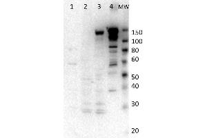 Western Blot of Rabbit anti-Myosin-6 antibody. (MYH6 Antikörper)
