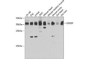 Western blot analysis of extracts of various cell lines, using OSGEP antibody (ABIN6132930, ABIN6145068, ABIN6145069 and ABIN6223362) at 1:1000 dilution. (OSGEP Antikörper  (AA 1-335))