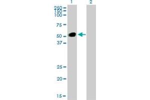 Western Blot analysis of GATA2 expression in transfected 293T cell line by GATA2 monoclonal antibody (M01), clone 2D11.