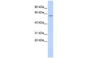 Carboxylesterase 7 antibody used at 1 ug/ml to detect target protein. (CES5A Antikörper  (Middle Region))