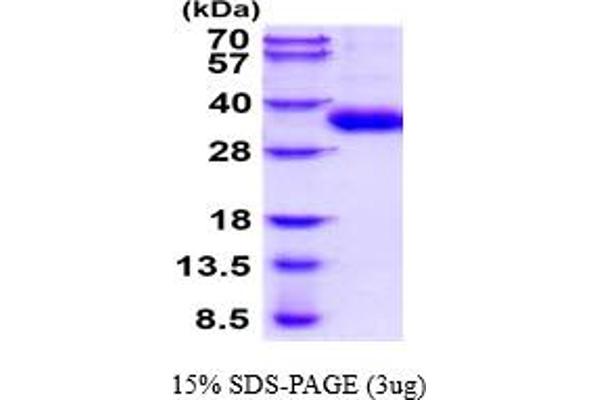 GZMH Protein (AA 19-246) (His tag)