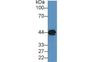 Western Blotting (WB) image for anti-Creatine Kinase, Muscle (CKM) (AA 11-367) antibody (ABIN7431053)