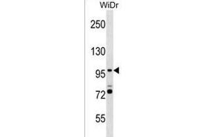SMG5 Antibody (C-term) (ABIN1537651 and ABIN2838357) western blot analysis in WiDr cell line lysates (35 μg/lane). (SMG5 Antikörper  (C-Term))