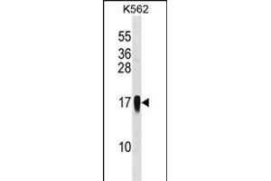 CCL7 Antibody (Center) (ABIN1538164 and ABIN2848537) western blot analysis in K562 cell line lysates (35 μg/lane). (CCL7 Antikörper  (AA 25-54))