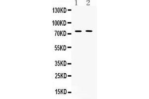 Western blot analysis of TRF2 expression in rat thymus extract ( Lane 1) and COLO320 whole cell lysates ( Lane 2). (TRF2 Antikörper  (AA 81-287))