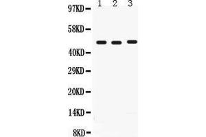 Anti- CD46 Picoband antibody, Western blotting All lanes: Anti CD46  at 0. (CD46 Antikörper  (C-Term))