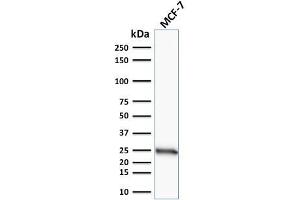 Western Blot Analysis of human MCF-7 cell lysate using Bcl-2 Mouse Monoclonal Antibody (100/D5). (Bcl-2 Antikörper  (AA 41-54))