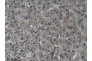 IHC-P analysis of Pig Liver Tissue, with DAB staining. (C3 Antikörper  (AA 23-300))