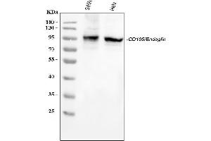 Western blot analysis of CD105/ENG using anti-CD105/ENG antibody (ABIN5518816). (Endoglin Antikörper  (Middle Region))