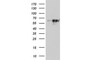 Western Blotting (WB) image for anti-Monoamine Oxidase A (MAOA) (AA 249-484) antibody (ABIN1491269)