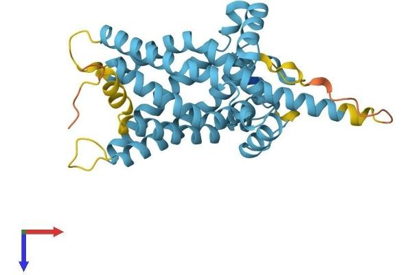 SLC25A22 Protein (AA 1-323) (His tag)