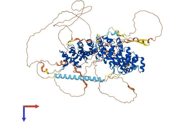 ARVCF Protein (AA 1-962) (His tag)