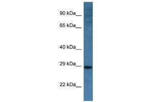Western Blot showing Bnip3l antibody used at a concentration of 1. (BNIP3L/NIX Antikörper  (Middle Region))