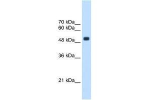 CXORF34 antibody used at 2. (TRMT2B Antikörper  (Middle Region))
