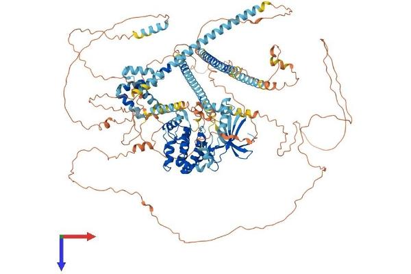 NEK1 Protein (AA 1-1203) (His tag)