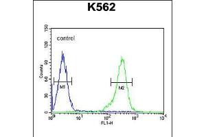 Flow cytometric analysis of K562 cells (right histogram) compared to a negative control cell (left histogram). (RBM43 Antikörper  (N-Term))