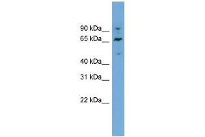 WB Suggested Anti-NT5DC2 Antibody Titration:  0. (NT5DC2 Antikörper  (N-Term))