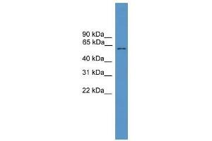 Western Blot showing MLPH antibody used at a concentration of 1-2 ug/ml to detect its target protein. (Melanophilin Antikörper  (C-Term))
