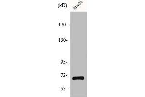 Western Blot analysis of COLO205 cells using GPR107 Polyclonal Antibody (GPR17 Antikörper  (Internal Region))