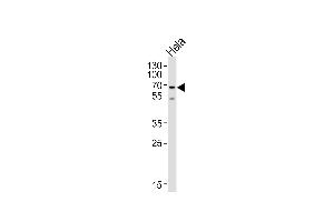 Western blot analysis of lysate from HeLa cell line, using NAP1L2 Antibody at 1:1000 at each lane. (NAP1L2 Antikörper  (N-Term))