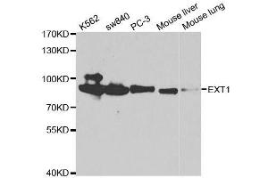Western blot analysis of extracts of various cell lines, using EXT1 antibody.