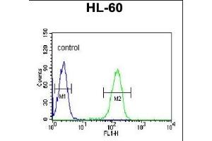 PLV Antibody (Center) 9378c flow cytometric analysis of HL-60 cells (right histogram) compared to a negative control cell (left histogram). (PLVAP Antikörper  (AA 214-242))