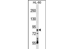 RAVER1 Antibody (N-term) (ABIN1539466 and ABIN2848505) western blot analysis in HL-60 cell line lysates (35 μg/lane). (RAVER1 Antikörper  (N-Term))