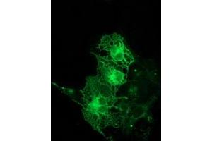 Anti-PRKCE mouse monoclonal antibody (ABIN2454195) immunofluorescent staining of COS7 cells transiently transfected by pCMV6-ENTRY PRKCE (RC217702). (PKC epsilon Antikörper)