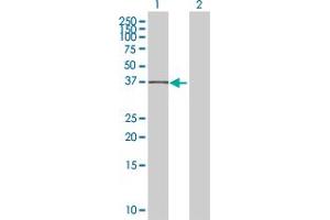 Western Blot analysis of BNIPL expression in transfected 293T cell line by BNIPL MaxPab polyclonal antibody. (BNIPL Antikörper  (AA 1-275))