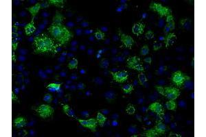 Image no. 1 for anti-Fumarylacetoacetate Hydrolase Domain Containing 2A (FAHD2A) antibody (ABIN1498182) (FAHD2A Antikörper)