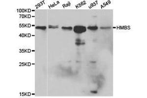 Western Blotting (WB) image for anti-Hydroxymethylbilane Synthase (HMBS) antibody (ABIN1873037) (HMBS Antikörper)