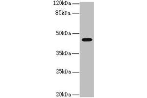 Western blot All lanes: RFPL2 antibody at 3. (RFPL2 Antikörper  (AA 99-378))