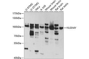 Western blot analysis of extracts of various cell lines, using NLGN4Y antibody (ABIN6133011, ABIN6144652, ABIN6144653 and ABIN6220667) at 1:1000 dilution.