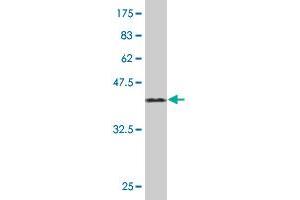 Western Blot detection against Immunogen (44. (TCAP Antikörper  (AA 1-167))