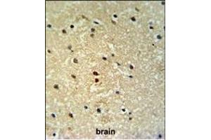 PROX-1- Antibody (ABIN650693 and ABIN2839113) IHC analysis in formalin fixed and paraffin embedded human brain tissue followed by peroxidase conjugation of the secondary antibody and DAB staining. (PROX1 Antikörper  (AA 492-520))