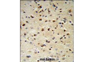 YWHAZ Antibody IHC analysis in formalin fixed and paraffin embedded mouse brain followed by peroxidase conjugation of the secondary antibody and DAB staining. (14-3-3 zeta Antikörper  (AA 65-93))