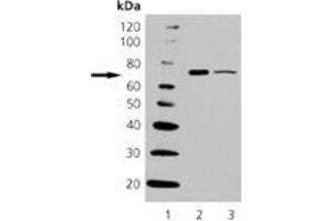 Western Blotting (WB) image for anti-Heat Shock 70kDa Protein 6 (HSP70B') (HSPA6) (C-Term) antibody (ABIN7211463) (HSPA6 Antikörper  (C-Term))