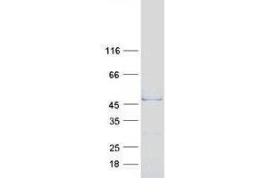 Validation with Western Blot (Actl7b Protein (Myc-DYKDDDDK Tag))