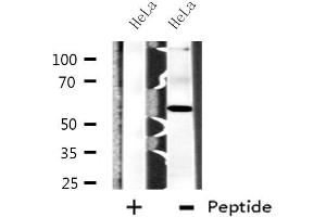 CPN2 antibody  (C-Term)