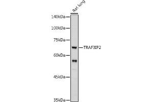 Western blot analysis of extracts of Rat lung, using TRIP2 antibody (ABIN6129947, ABIN6149464, ABIN6149465 and ABIN6222516) at 1:1000 dilution. (TRAF3IP2 Antikörper  (AA 1-300))
