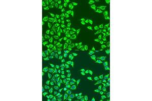 Immunofluorescence (IF) image for anti-Leucine-Rich PPR-Motif Containing (LRPPRC) (AA 1041-1394) antibody (ABIN1680717)