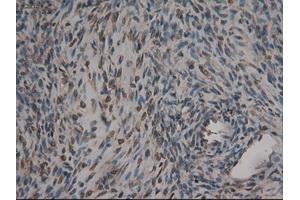 Immunohistochemical staining of paraffin-embedded kidney using anti-CPA1 (ABIN2452540) mouse monoclonal antibody. (CPA1 Antikörper  (AA 1-419))