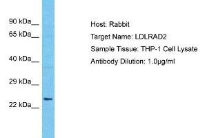Host: Rabbit Target Name: LDLRAD2 Sample Type: THP-1 Whole Cell lysates Antibody Dilution: 1. (LDLRAD2 Antikörper  (Middle Region))