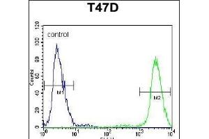 PIGM Antibody (C-term) (ABIN650949 and ABIN2840006) flow cytometric analysis of T47D cells (right histogram) compared to a negative control cell (left histogram). (PIGM Antikörper  (C-Term))