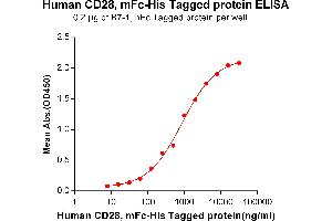 ELISA plate pre-coated by 2 μg/mL (100 μL/well) Human CD28, mFc-His tagged protein (ABIN6961087) can bind Human B7-1, hFc tagged protein (ABIN6961158) in a linear range of 125-4000 ng/mL.