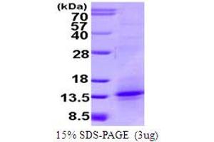 SDS-PAGE (SDS) image for Tumor Necrosis Factor (Ligand) Superfamily, Member 18 (TNFSF18) (AA 72-199) protein (ABIN667587) (TNFSF18 Protein (AA 72-199))