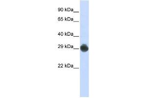 KITLG antibody used at 1 ug/ml to detect target protein. (KIT Ligand Antikörper  (Middle Region))
